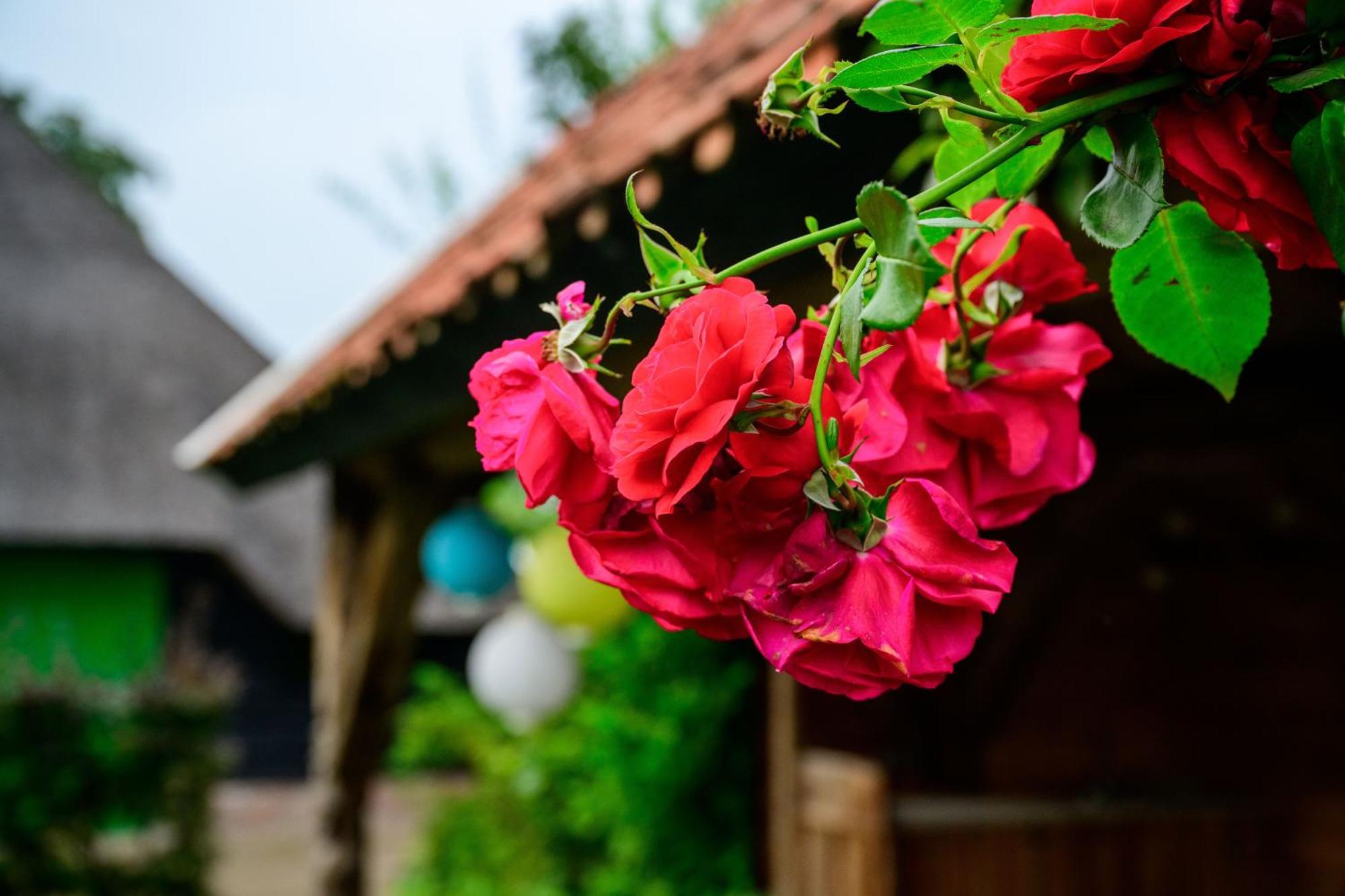 Vakantiehuis An Diek Staphorst Esterno foto